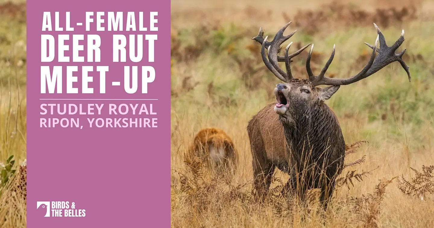 BATB Deer Rut Meet-Up at Studley Royal