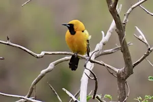 Guided Birding Walk