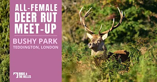 BATB Deer Rut Meet-Up at Bushy Park