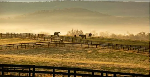 Spooky Season: Middleburg Horse Country Shadows Mystery