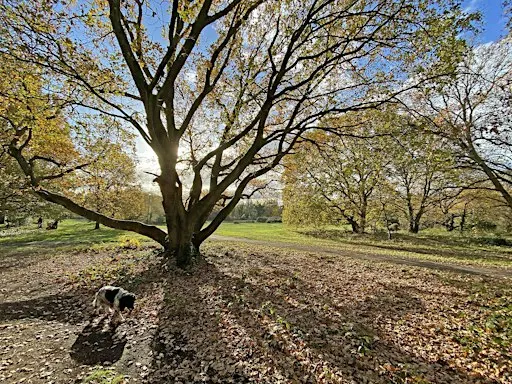 Autumn Tree Walk on Barnes Common