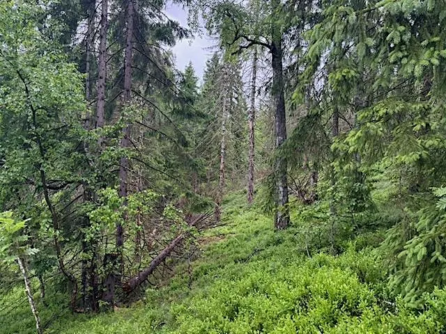 Make Nature Count: mitigation hierarchy and nature markets