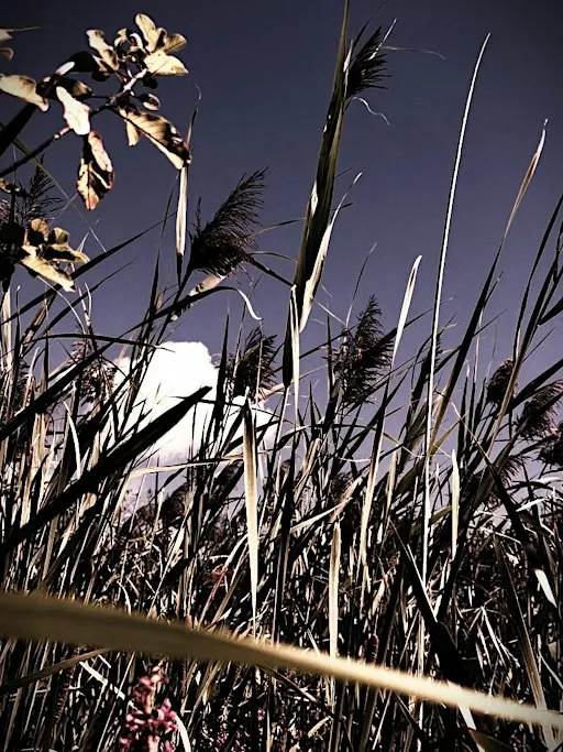 Guelph: Invasive Phragmites HALLOWEEN BioBlitz Survey