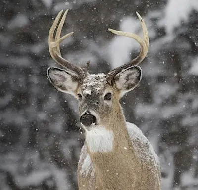 Chronic Wasting Disease