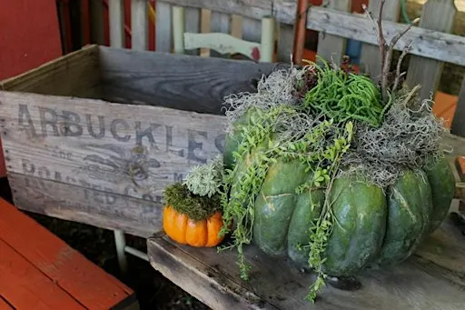 Succulent Topped Pumpkins