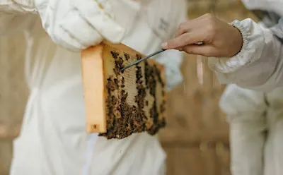 Hunee Presents: A Guided Honey Tasting