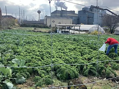 Braddock Pick Your Own Greens