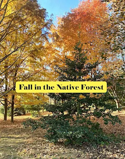 Fall in the Native Forest - Walk and Talk