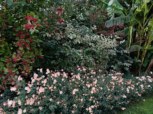 Appreciating the Virtues of the Autumn Garden: Lecture and Walk