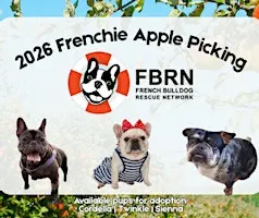 13th Annual Frenchie Apple Picking
