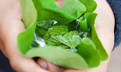 CIRC Elementary presents: Exploring Nature with a Transdisciplinary Lens