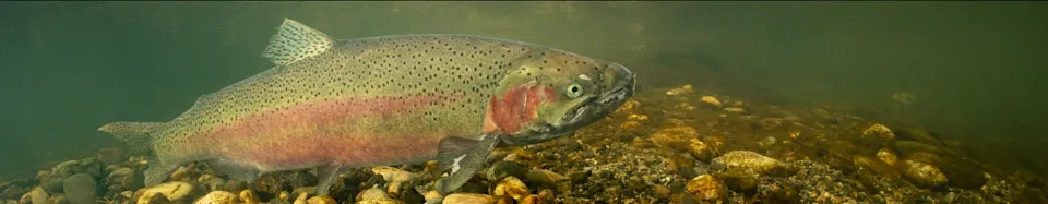 Freshwater Bioblitz: Citizen Science: Adult Program, Free Event