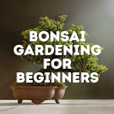 Bonsai Gardening for Beginners