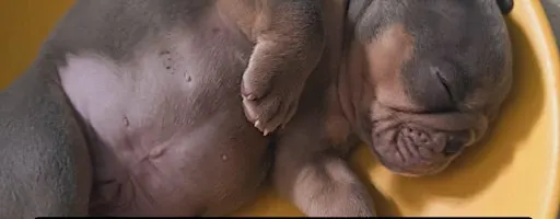 Old English Bulldog Puppy Therapy Experience