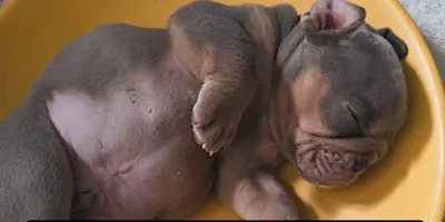 Old English Bulldog Puppy Yoga Experience