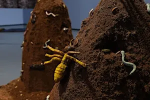 Darch Collective Make an insect Family Session| Sesiwn i Deuluoedd