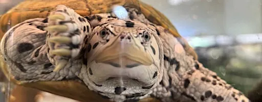 October First Saturday Open House: Turtles!