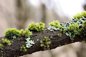 Greenway Wild Walks: Likeable Lichens