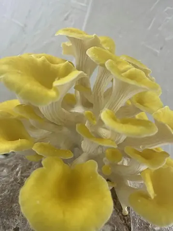 Community Mushroom Planting
