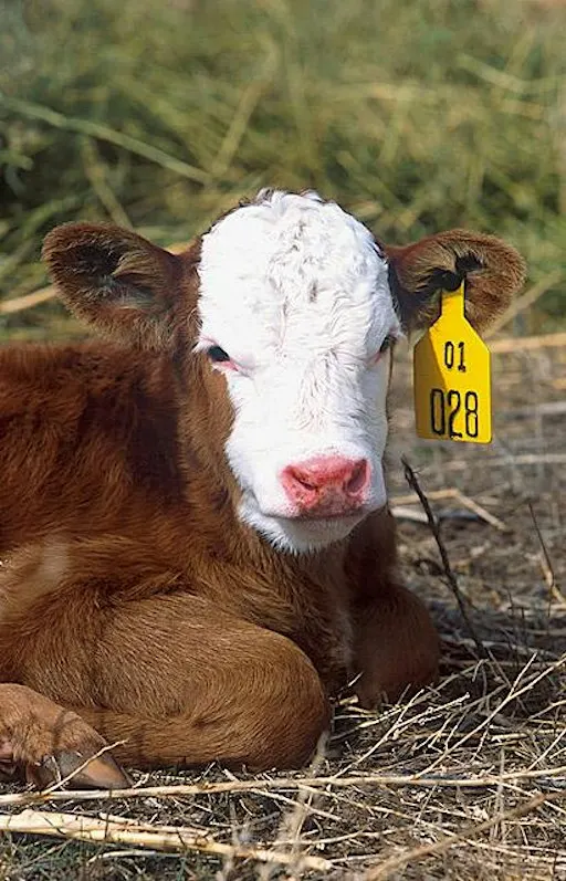 Fairfield Cattle Educational Series - October Meeting