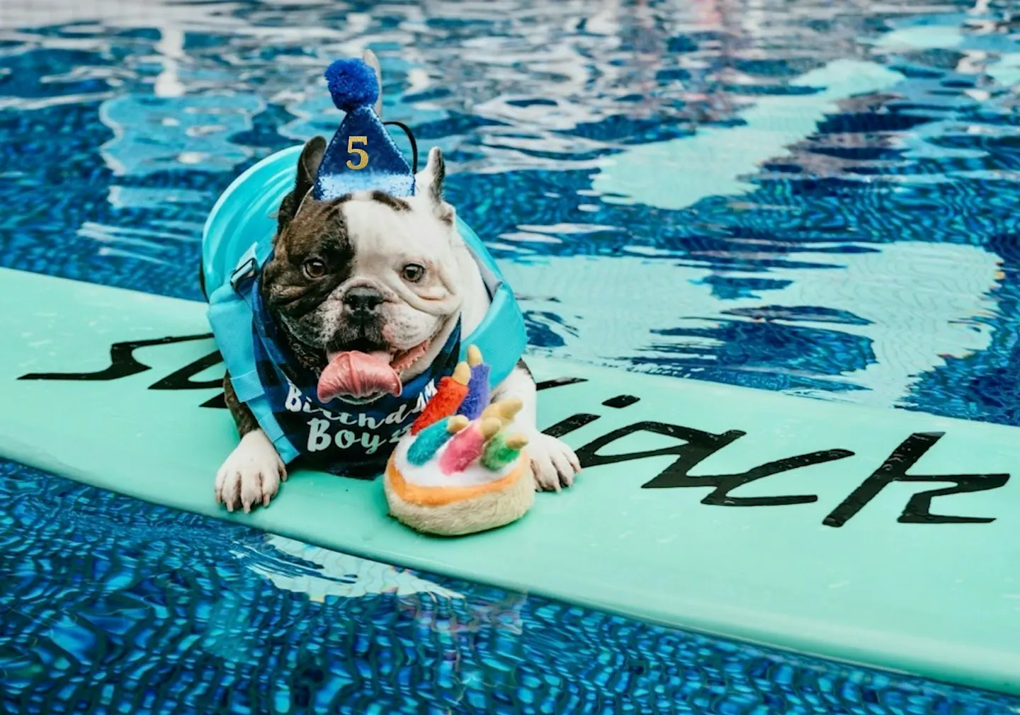 JACK The Hotel Dog's 6th Birthday Annual Furry Friends Costume Contest