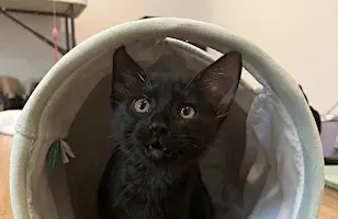 Meet and Greet and Adoption Event