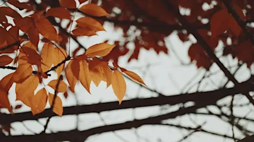 Fall Mini Portrait Sessions — Fort Langley, BC