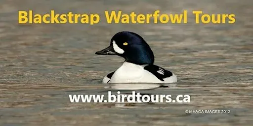 Blackstrap Lake Waterfowl Tour