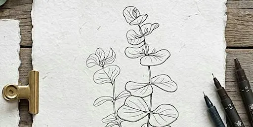 Botanisches Zeichnen – Eucalyptus