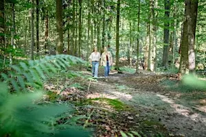 Early autumn hike in the beautiful Hallerbos close to Brussels! (22km)
