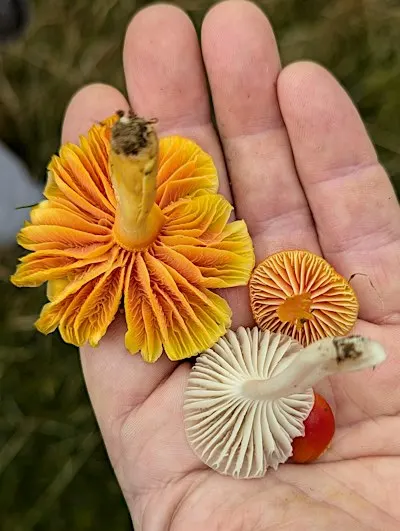 Fungi Foray