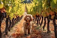 Paws & Pours: An around the world wine tasting