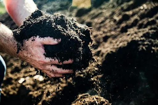 Compost giveaway