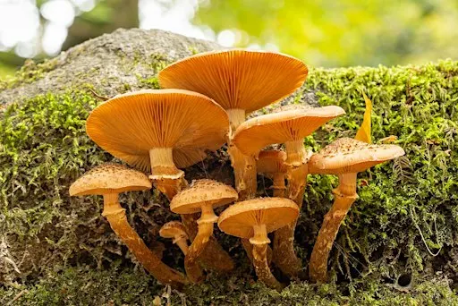 Fabulous Fungi Guided ID walk