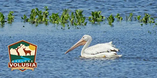 Birding While Boating Paddle