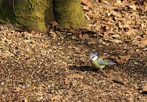 Guided Walk: Spring Dawn Chorus