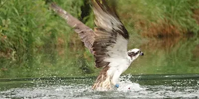 By design: rebuilding a home for Norfolk's ospreys