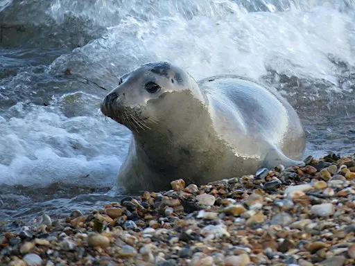 Seal storytime & family beach clean at Kimmeridge