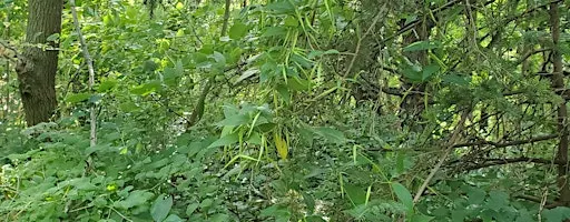 Ravine Days Stewarding with Toronto Nature Stewards Highland Creek Park