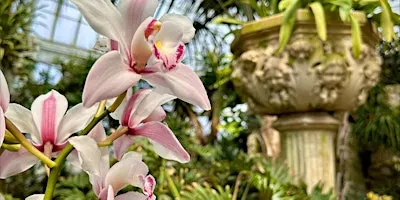 Orchids in the Winter