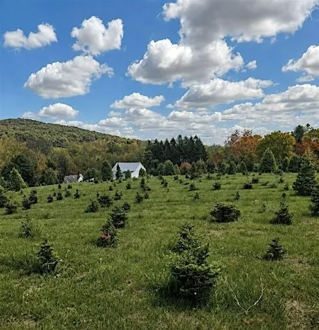 The Autumn Pause