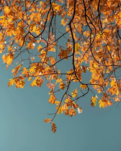 Five Elemental Workshop Series - Autumn and the Metal Element