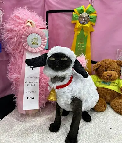 CAT SHOW - Saturday, October 17, 2026 - Plant City Florida