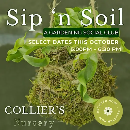 Sip 'N Soil | Kooky Kokedamas The Remix