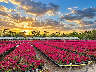 FNGLA Royal Palm Chapter November Meeting