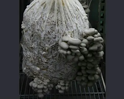 Seniors 101: Mushroom Cultivation Workshop