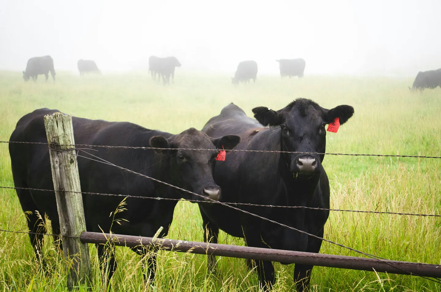 Annual Regional BEEF Marketing Meeting