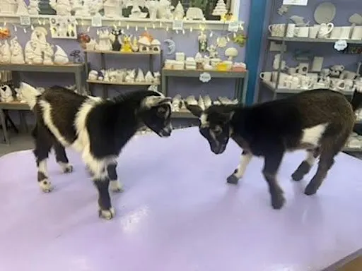 Paint with Baby Goats and Bunnies