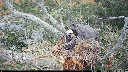 FREE Talk: "Gray Hawks of the Lower Rio Grande Valley"
