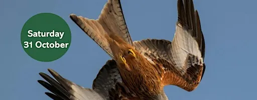 Winter Bird Walk: Thornley Woods